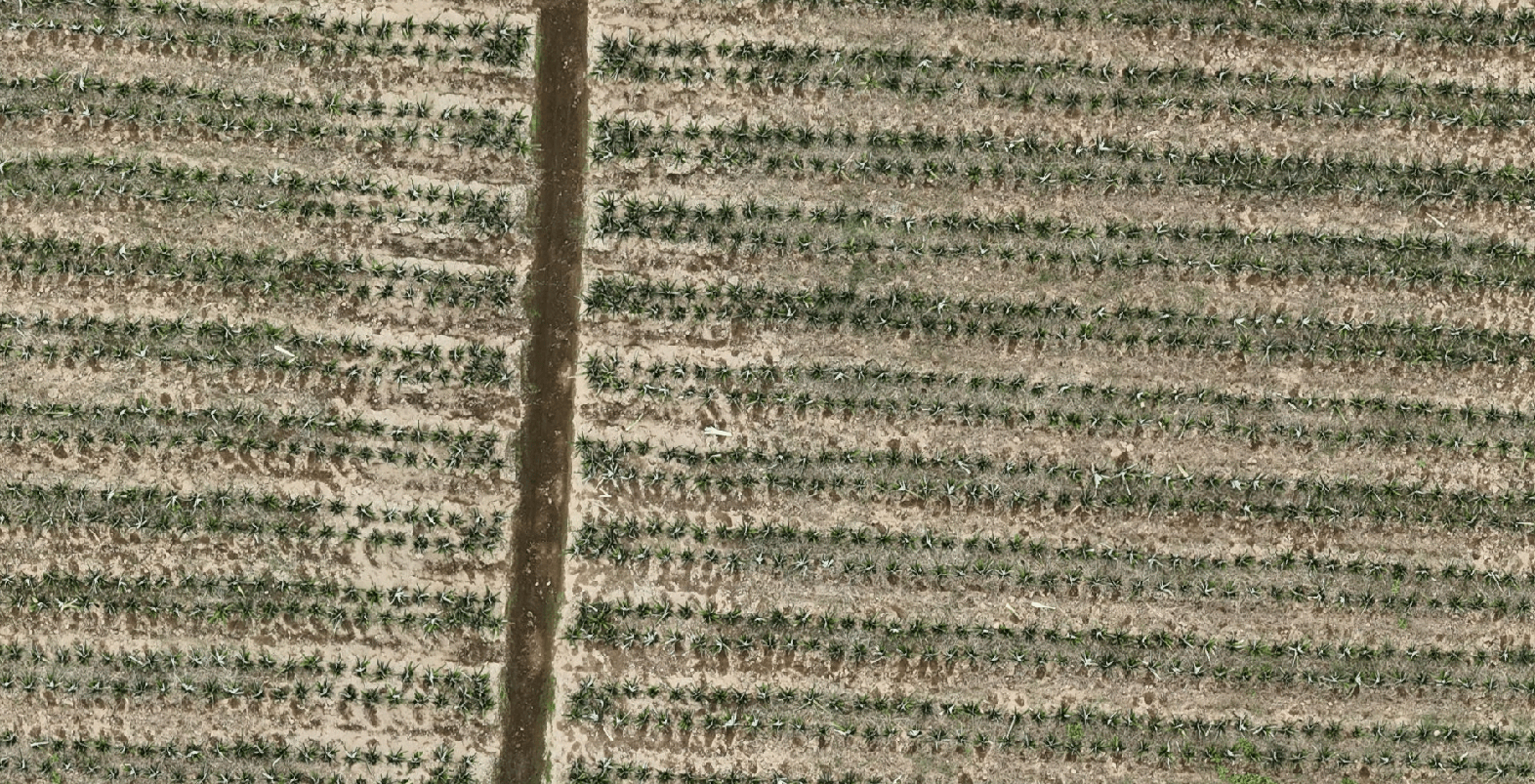 Conteo y tamaño — Ortomosaico del lote